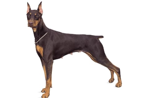 Dobermanas.