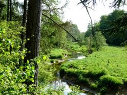 Pabalių botaninis draustinis. Nuotr. iš „zagaresrp.am.lt“