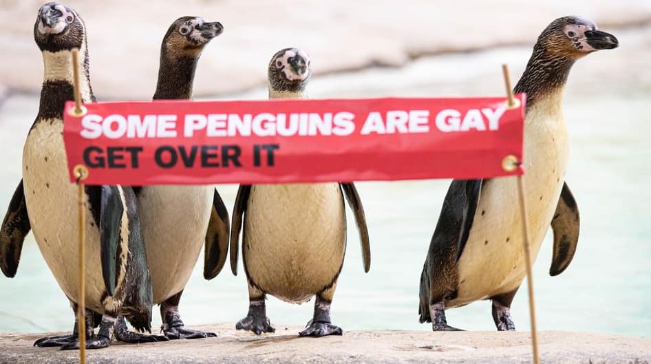 Gėjai pingvinai. Nuotr. mashable.com