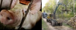 Dėl afrikinio maro Dzūkijoje – kiaulių naikinimas ir medienos vežimo ribojimas