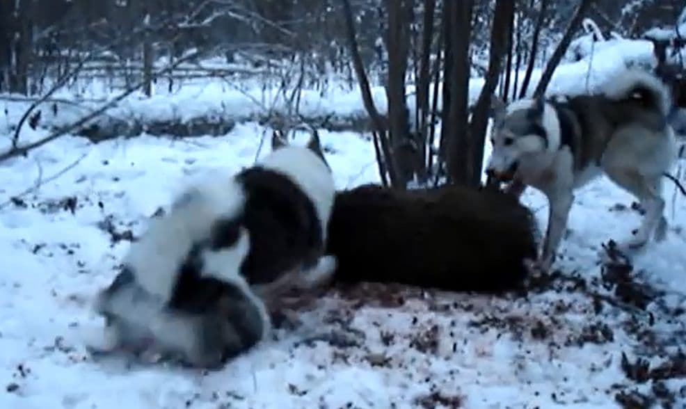 Šernų medžioklė įgauna pagreitį (video)