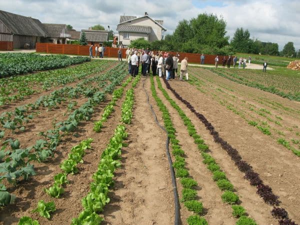 Nuotr. iš „organic.lt“
