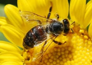 Ieškoma būdų, kaip užkirsti kelią bičių nykimui