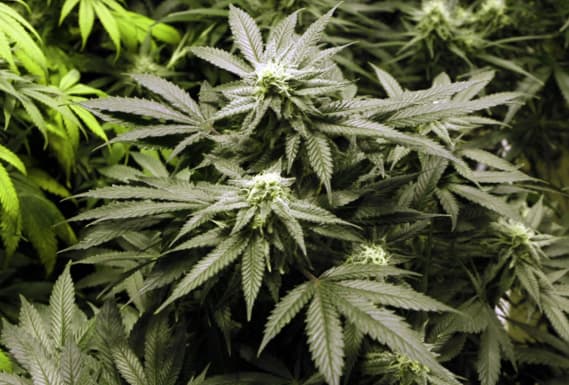 Urugvajus atskleidė marihuanos legalizavimo planus