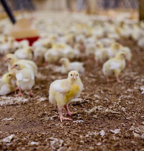 Ar tikrai mėsoje gausu hormonų ir antibiotikų?