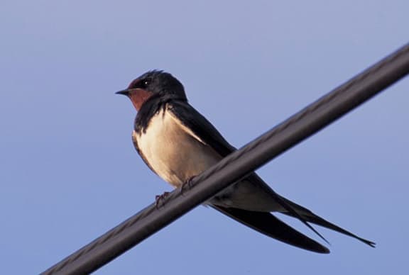 Krekždutė pranašaujanti pavasarį. Nuotr. rspb.org.uk