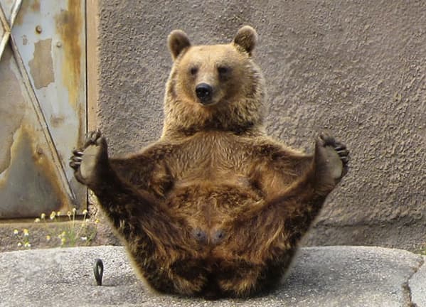 Meškiukas. Nuotr. boredpanda.com