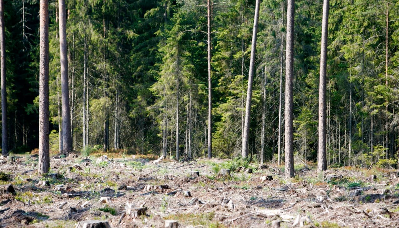 Žaliųjų valstiečių požiūris į miškus kelia vis didesnį pasipiktinimą