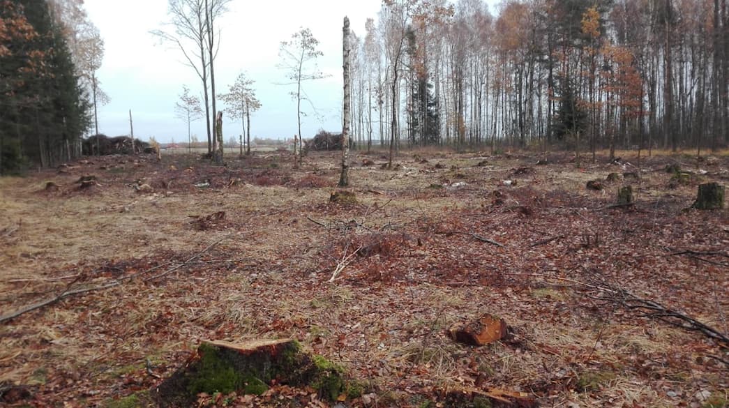 Dauparų miškas plynai kertamas naktimis