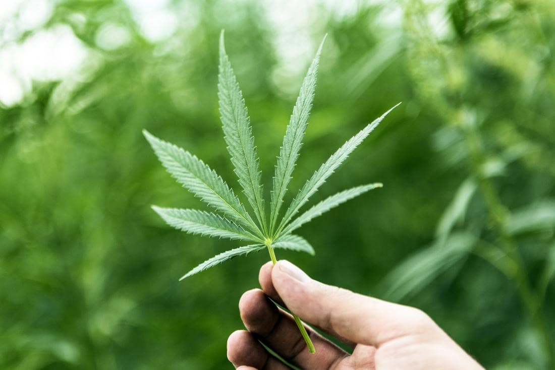 Europarlamentarai ragina leisti naudoti kanapes medicinoje