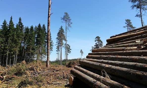 Miškų įstatymo pakeitimo įstatymas prieštarauja Konstitucijai