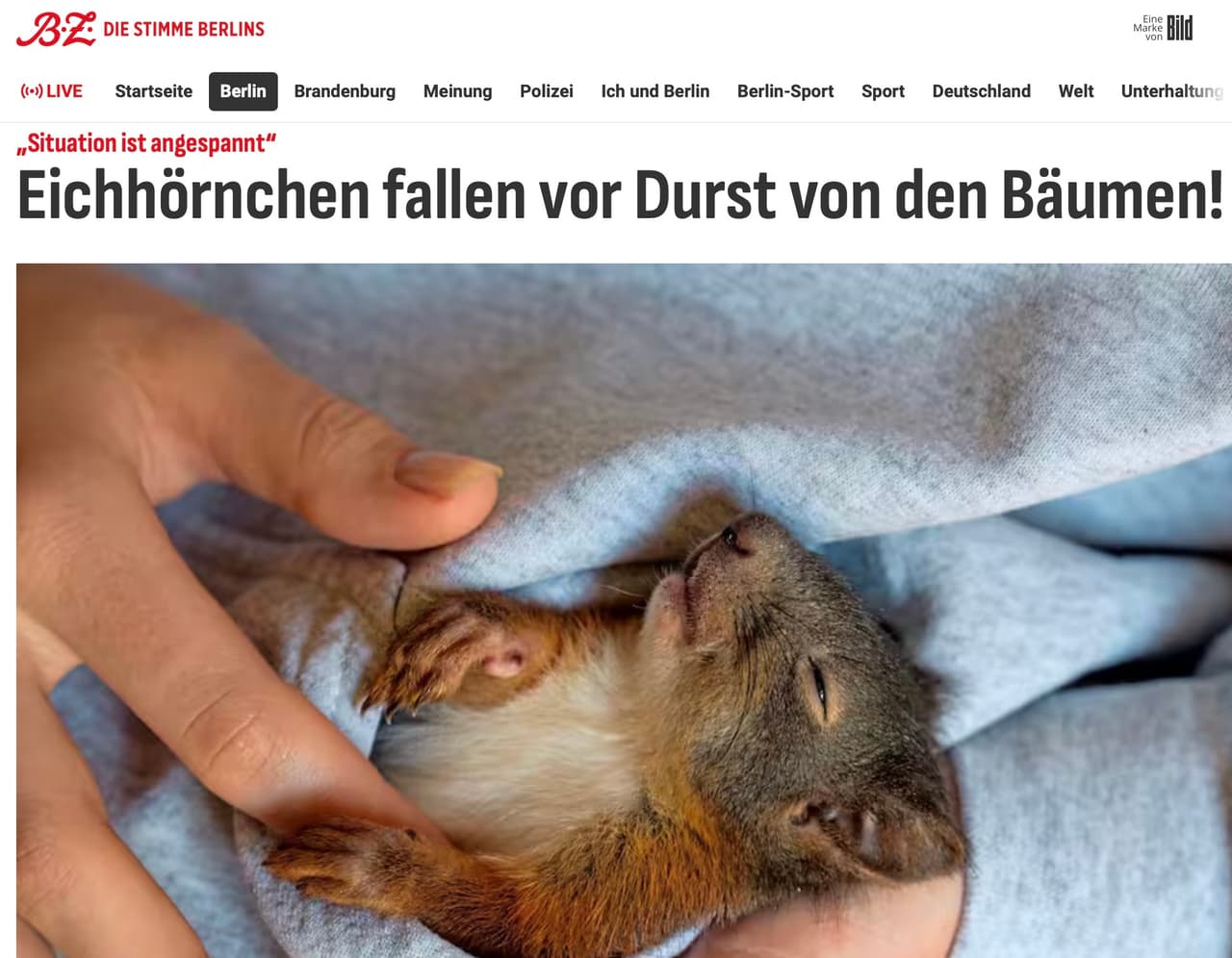 Vokietijoje voverės krenta iš medžių