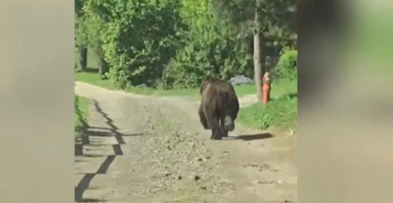 Į Vilnių užklydusi meška, gali būti ir cirko darbuotoja