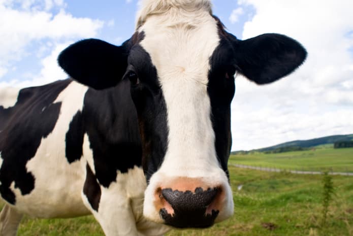 Lietuviški pieno produktai gali sugrįžti į Rusijos rinką