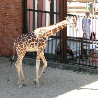 Nuotr. iš „zoologijos-sodas.lt“