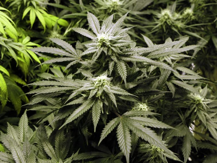 Marihuana. AP nuotr.