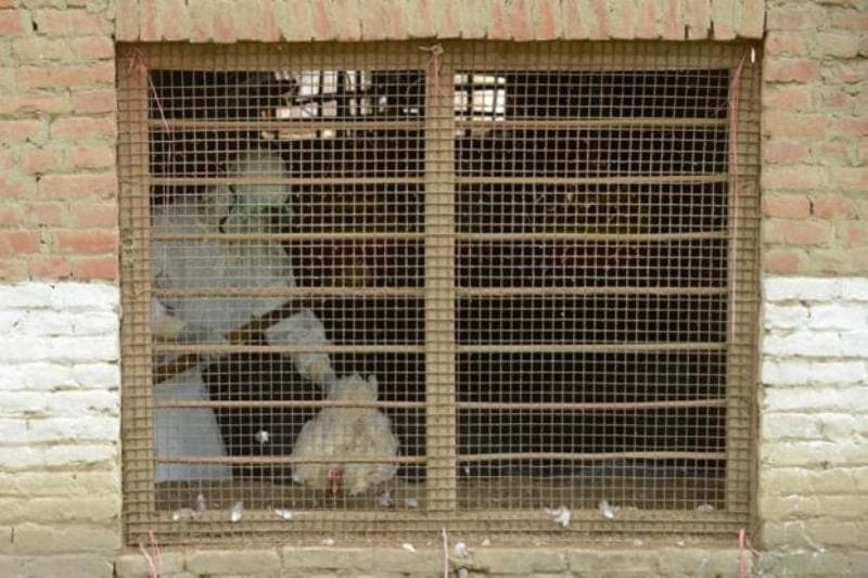 Nustatytas pirmasis atvejis, kai žmogus paukščių gripu užkrėtė žmogų
