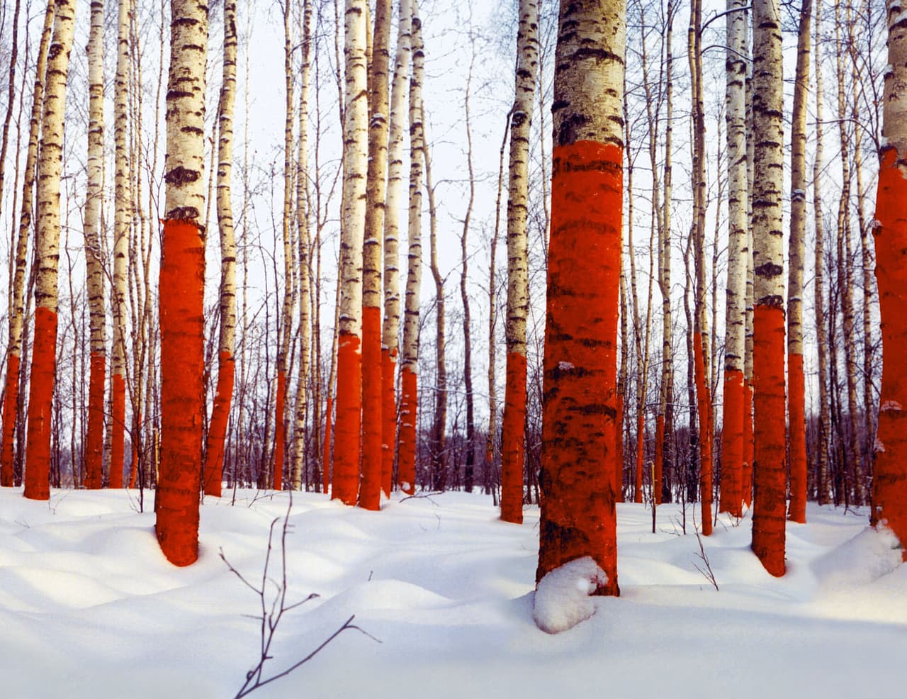 „Russian Red“